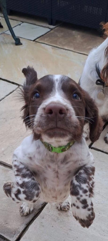 Working Pedigree English springer spaniel male