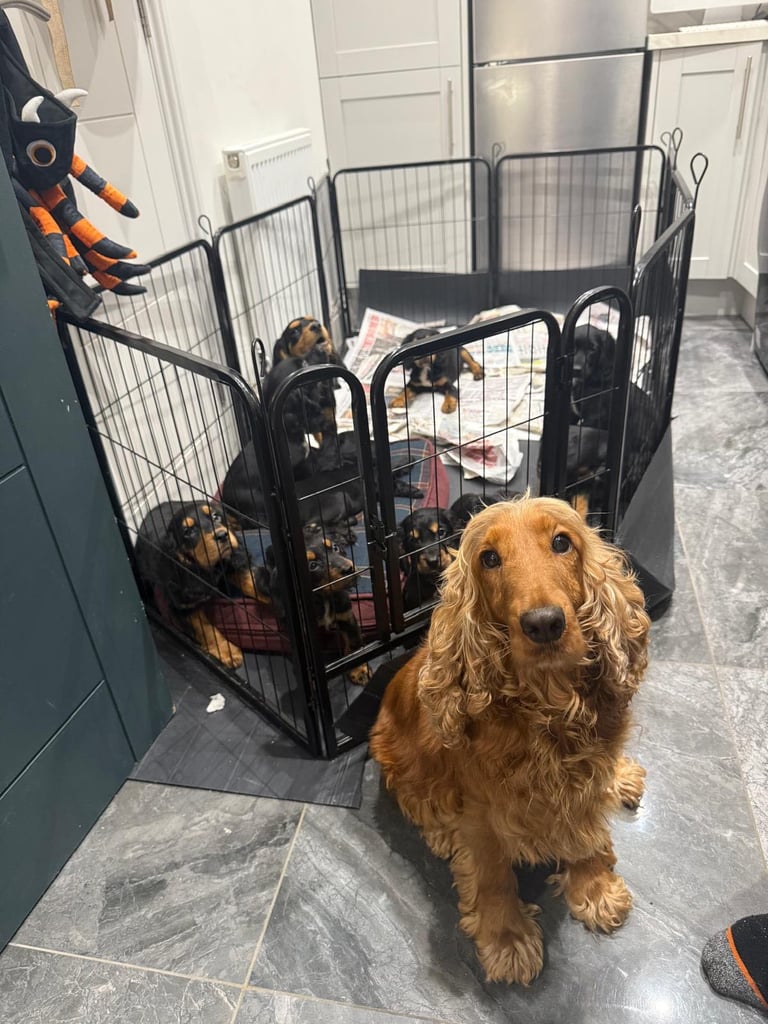 **3 Black female Cocker spaniel puppies** 
