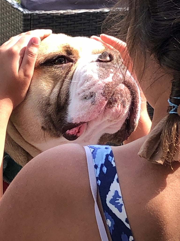 Old english bulldogge