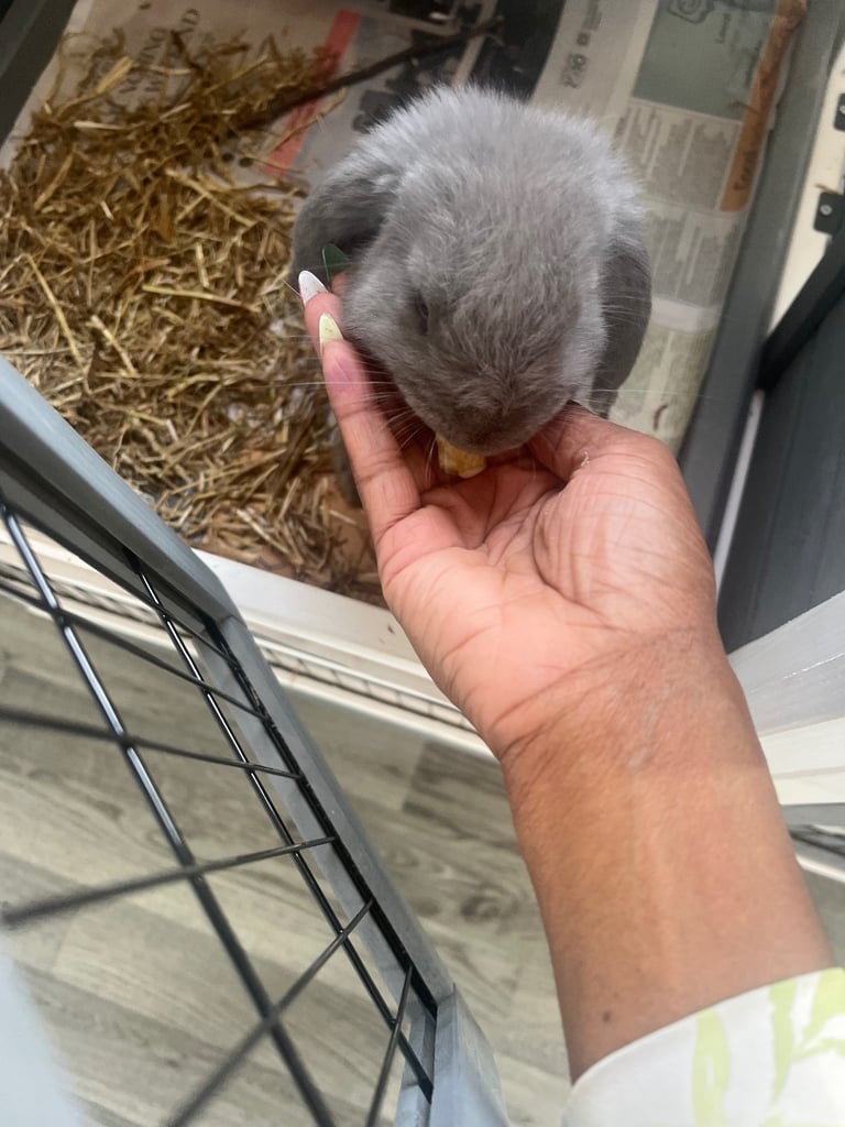 🐰 Adorable Lilac Pure-Breed Mini Lop Bunny with Spacious Two-Tier Cage 🏡