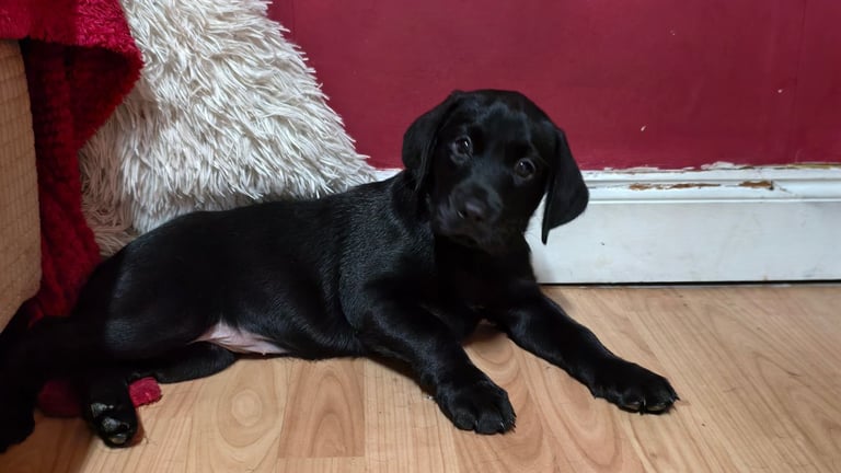 Black Lab Puppies 