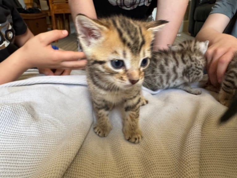 Bengal kittens 