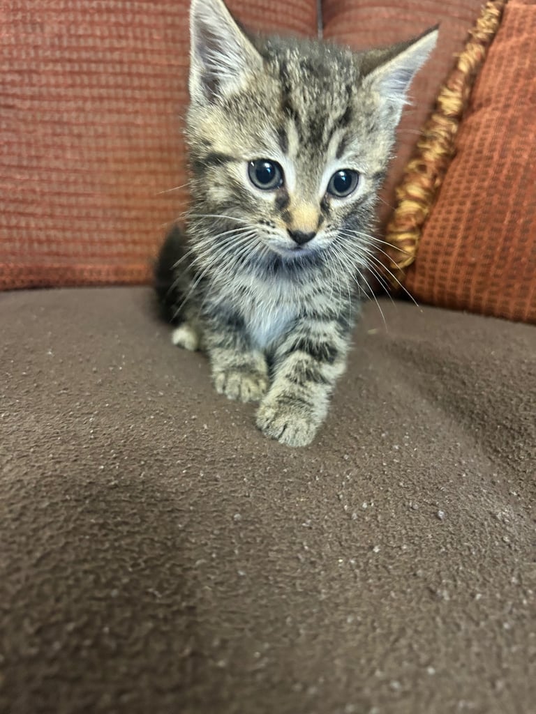 Gorgeous kittens 