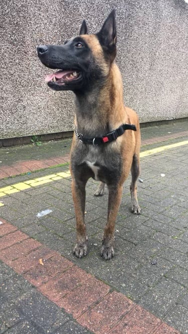 6 year old male Belgian malinois for rehoming 