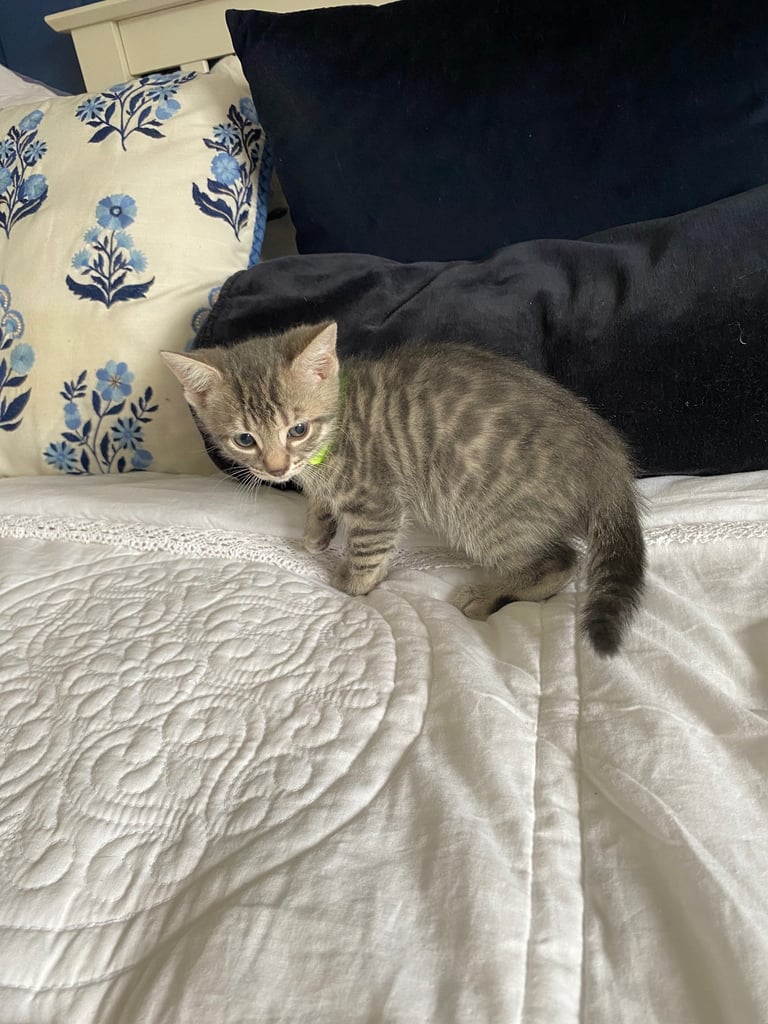 4 beautiful Bengal X kittens Boys £200