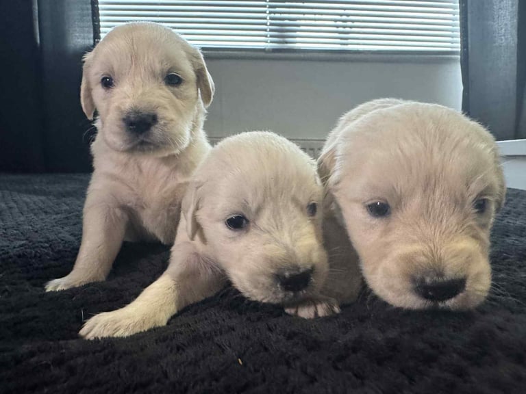3 Golden Retriver Puppy’s 
