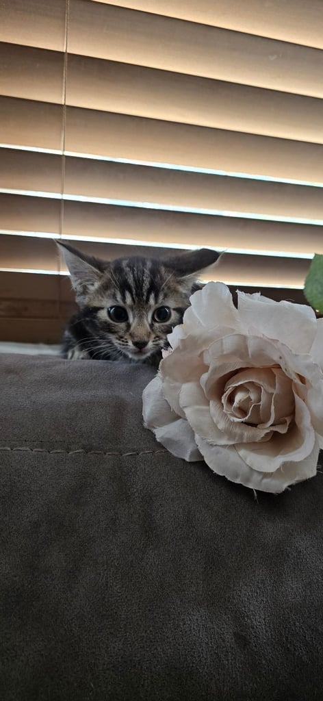 4 Fluffy kittens for sale