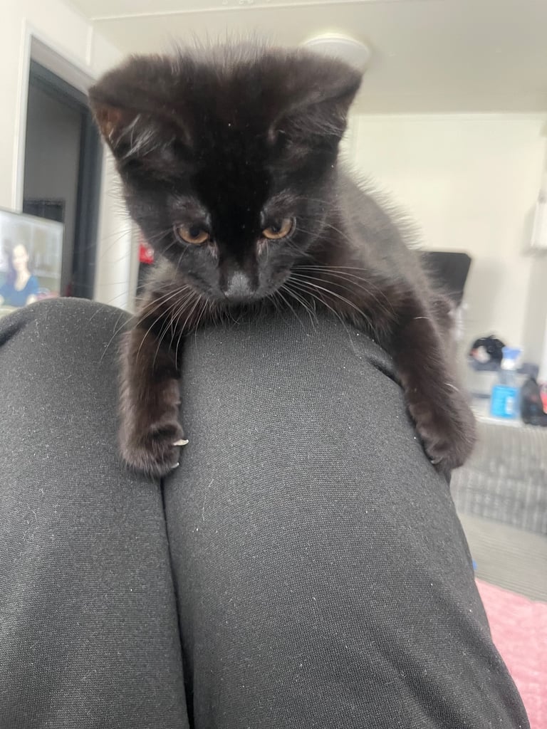 3 month old boy kitten 