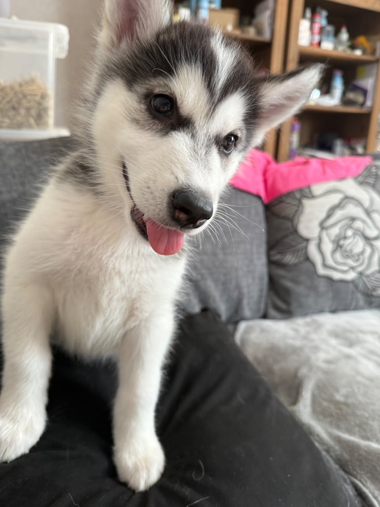 3 Beautiful Husky X Malamute Puppies for sale 