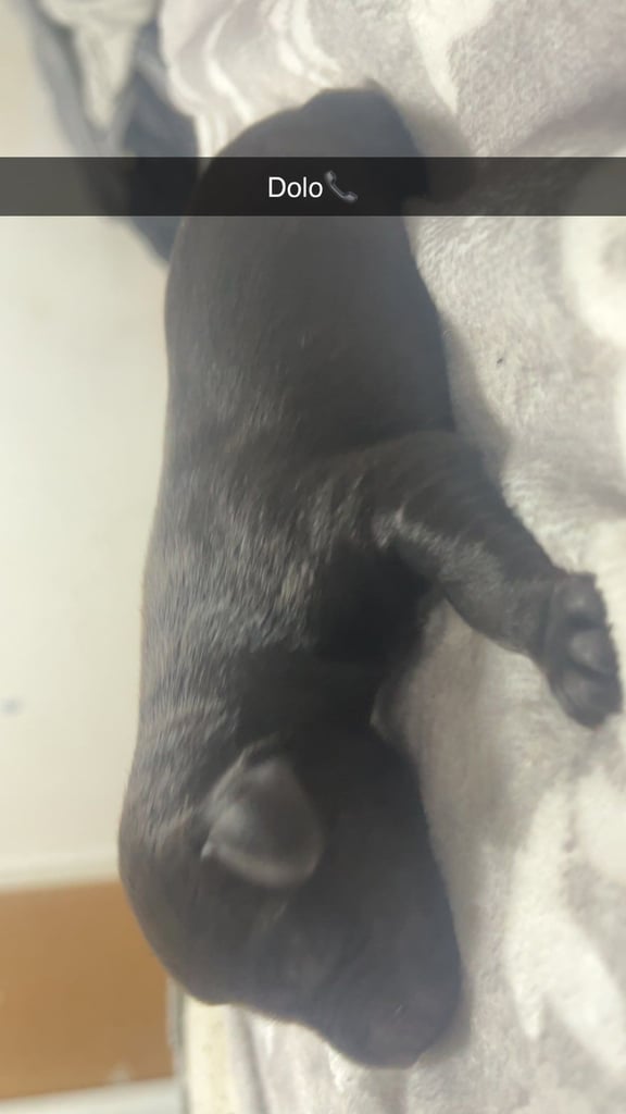 Lab x staffie pups 