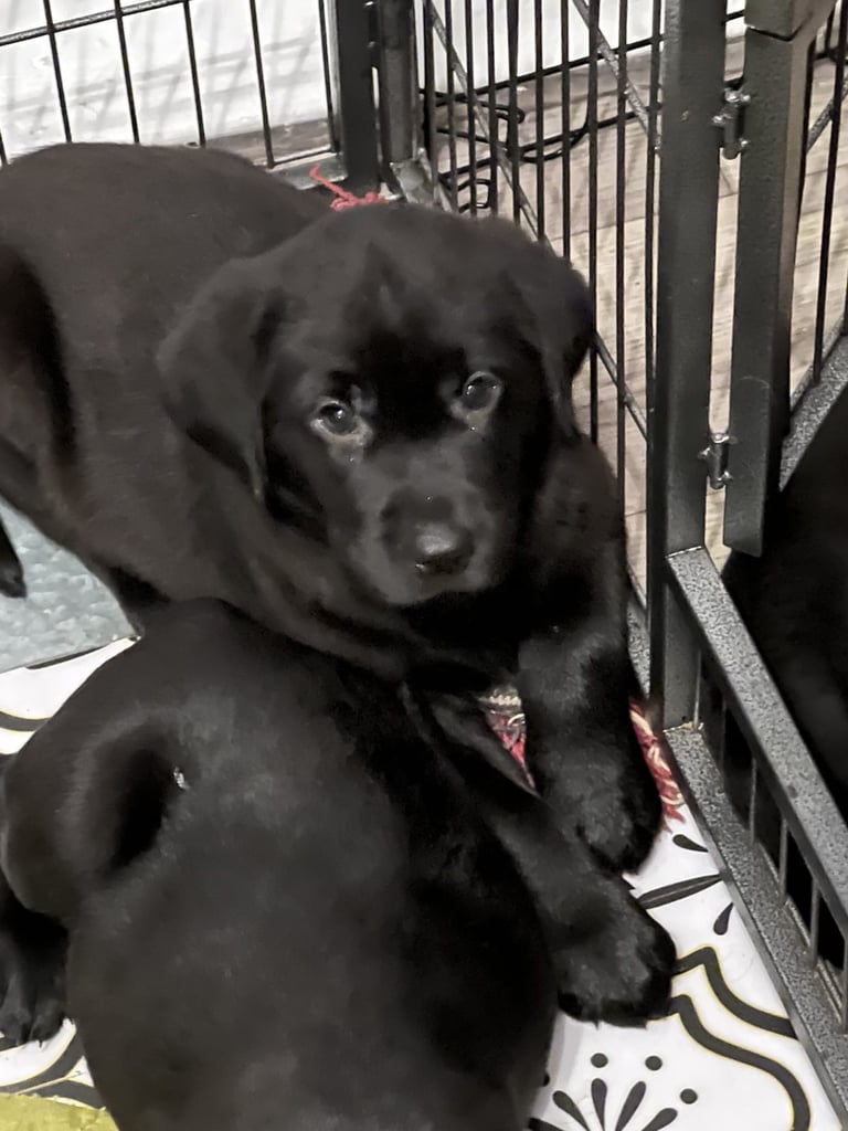 Labrador Puppies 
