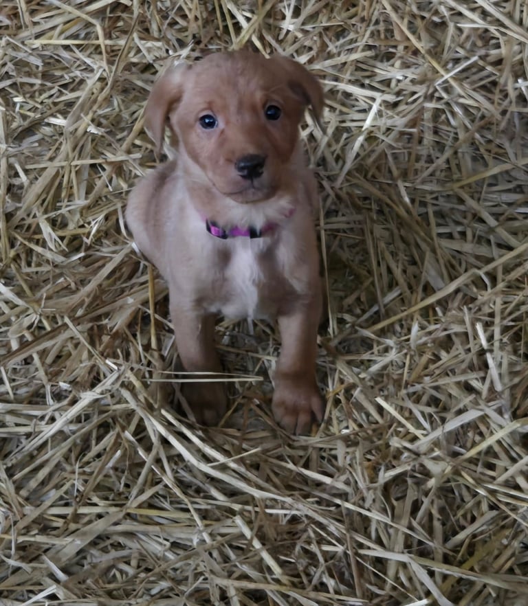 Fox Red Labrador Pups