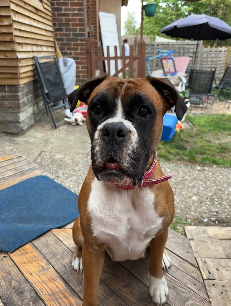 Female Bob Tail Boxer For Sale