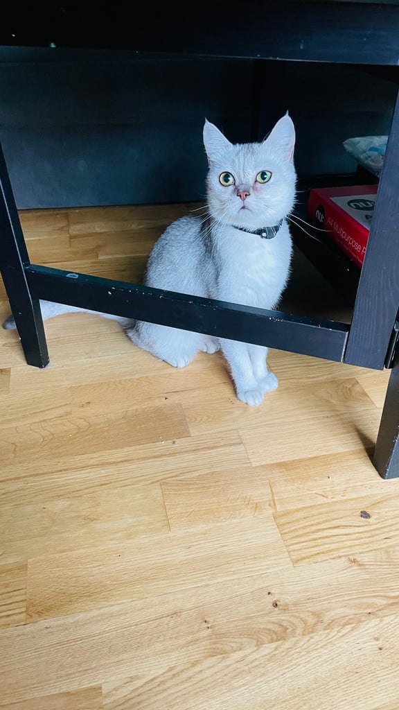 Silver white BSH female 