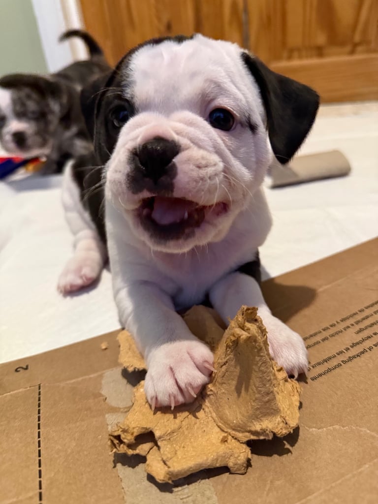 7 Adorable Olde English Bulldog/ French / Pug Bulldog puppies for sale ❤️