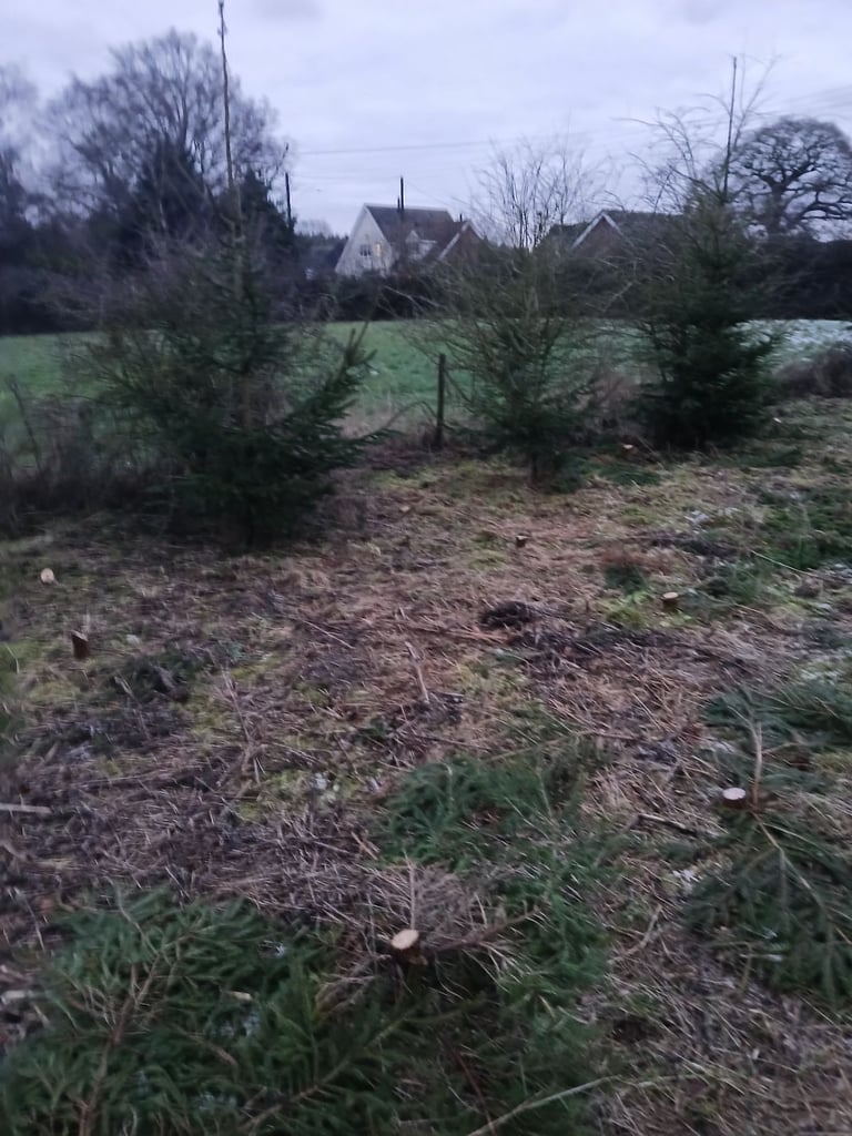 CHRISTMAS TREES-HOME GROWN