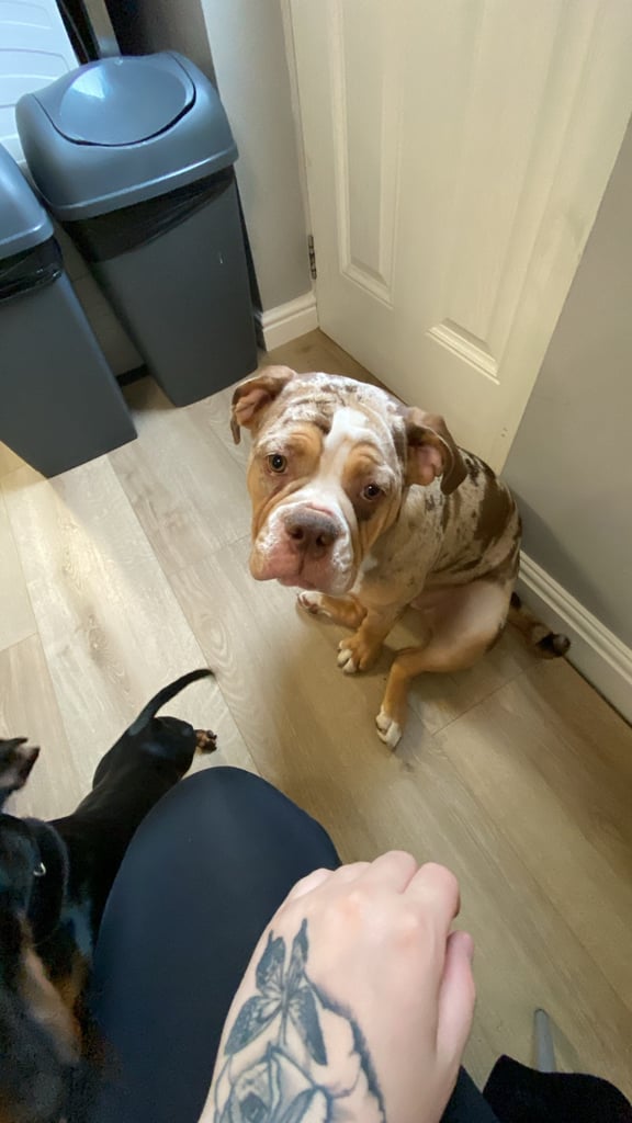 Olde english bulldogge