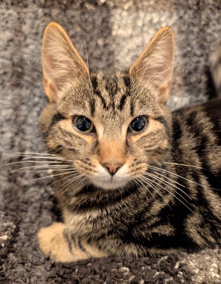 2 beautiful brothers 