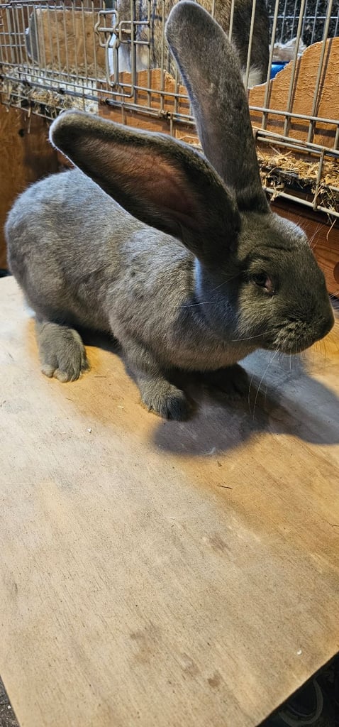 Continental Giant Merle Rabbits Rabbit