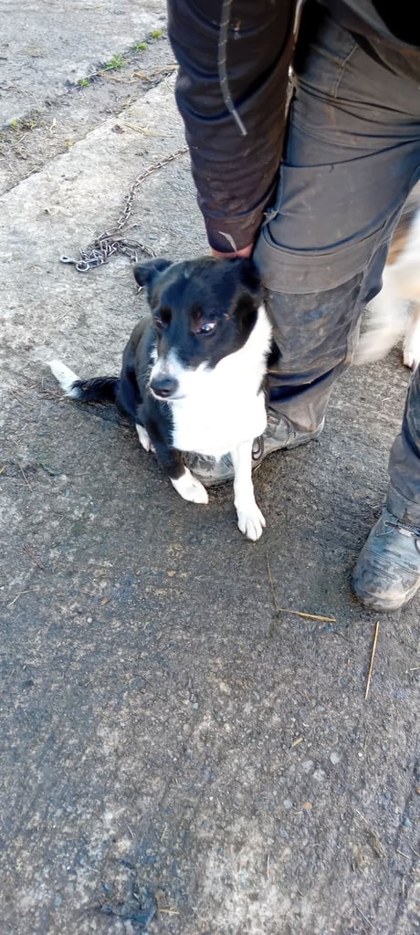 image for 2 Collie dogs