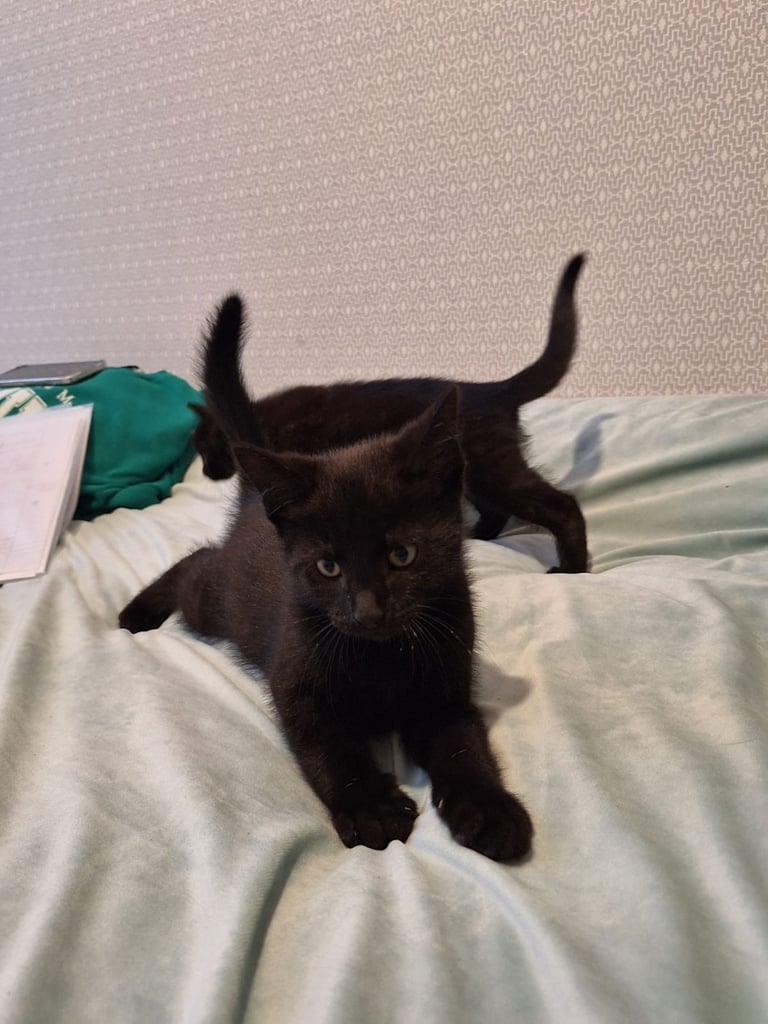 Lovely kittens for sale 
