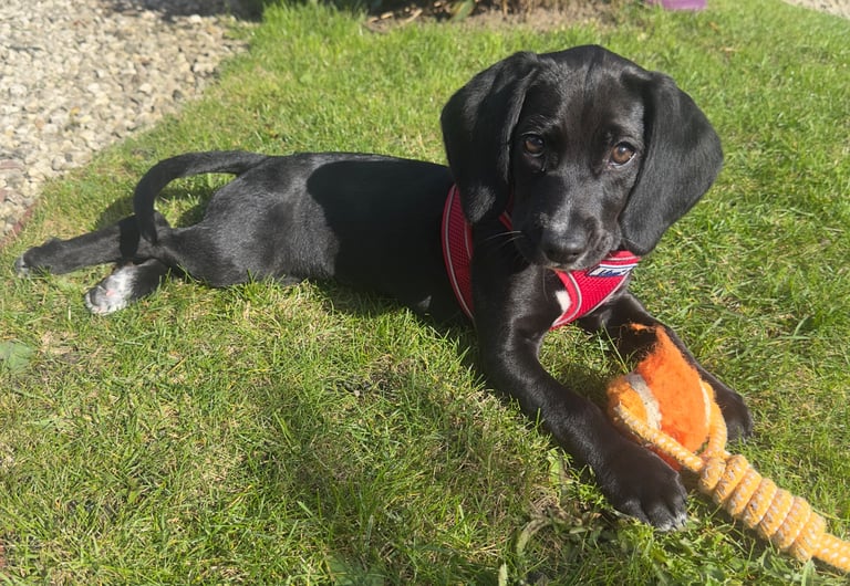 Bella