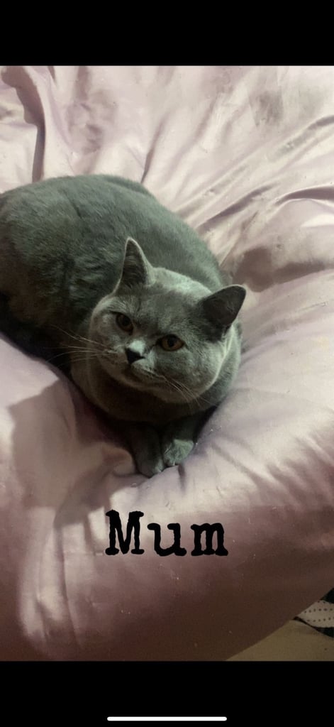1 Beautiful British Shorthair Girl