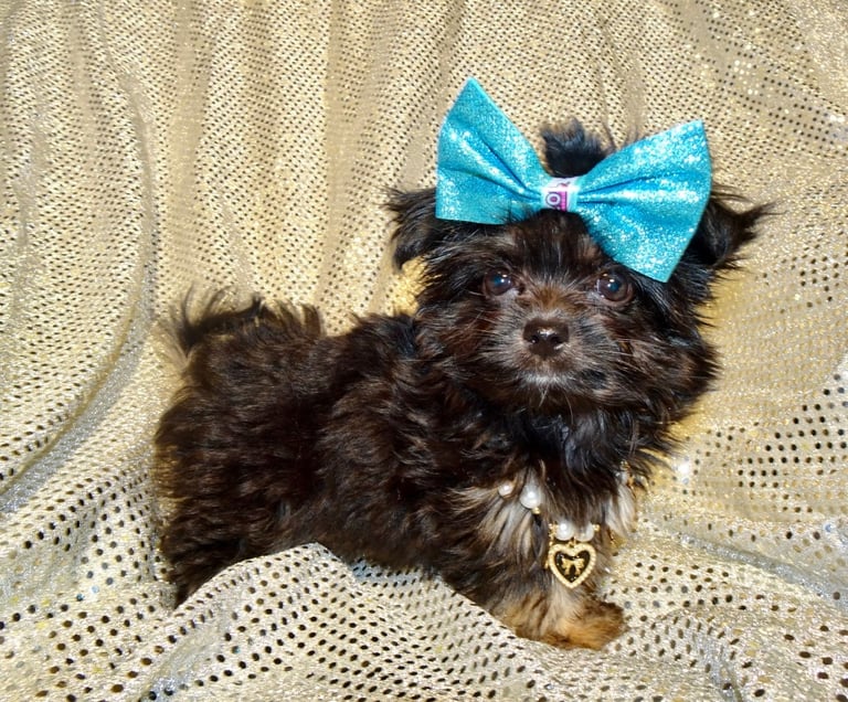 XXXXXXXXS Stunning Micro Tiny Black Blue & Tan Maltese X Chihuahua F1 Malchi Boy Puppy