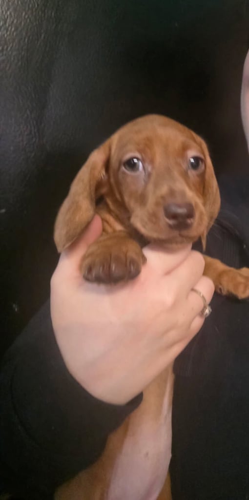 Mini Dachshund puppy, READY NOW  