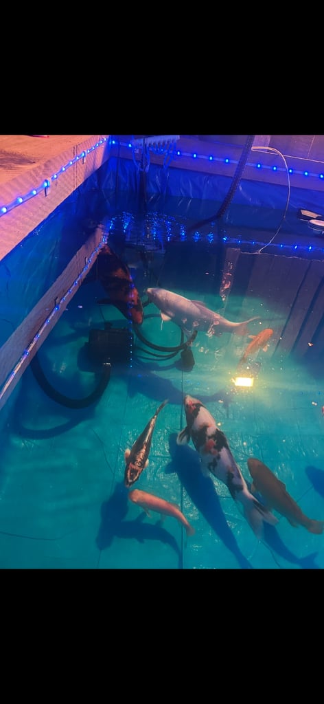 Koi pond with koi