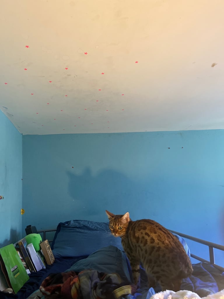 2 cats for sale  full pedigree f4 Bengal and a tabby cross price in description