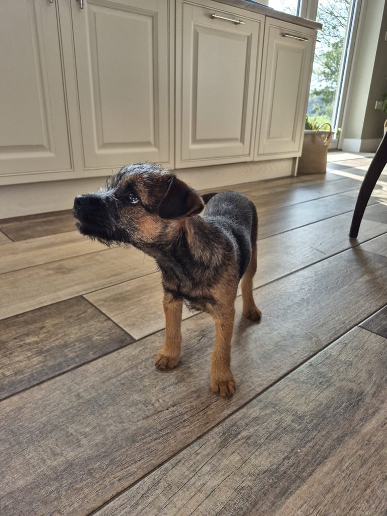 Border terrier 
