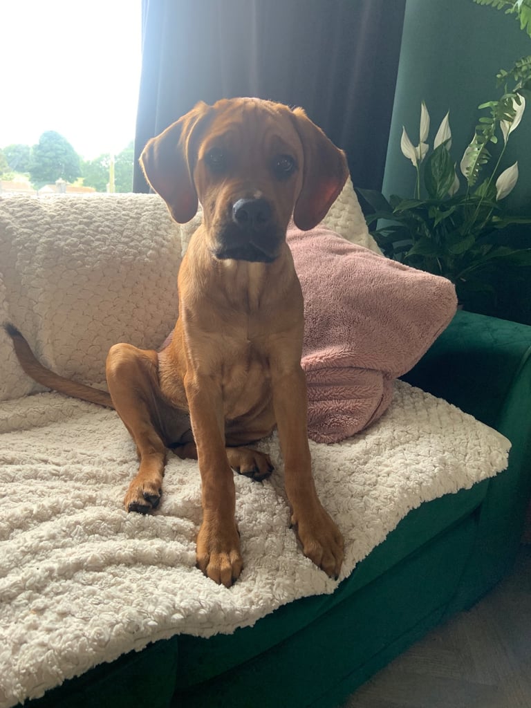 Forever home wanted 