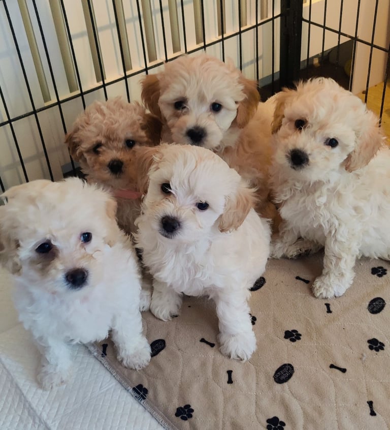 Poochon F1 puppies. Bishon X Poodle toy 