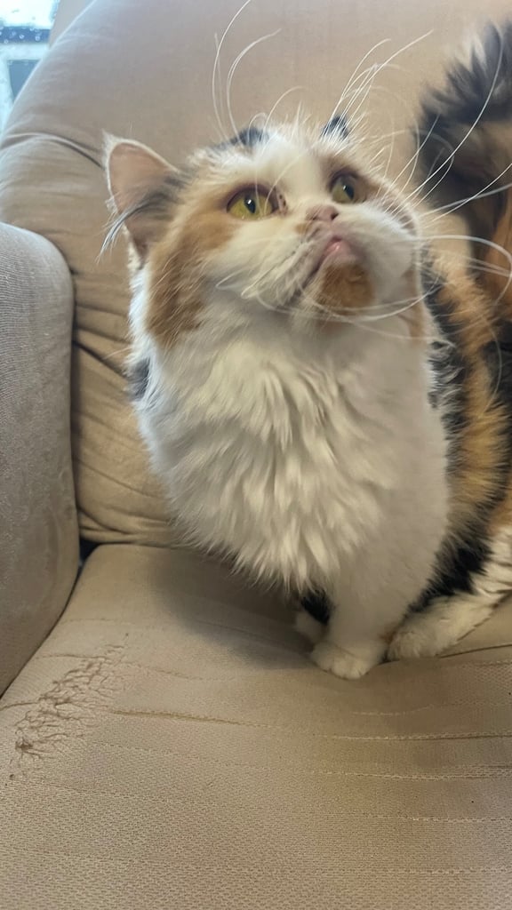 🌸 Beautiful British Longhair Female – Bumblebee 🌸