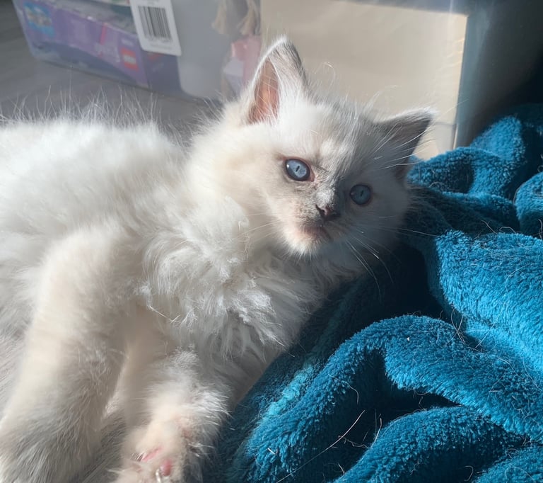 Pure Ragdoll kittens ready now!!