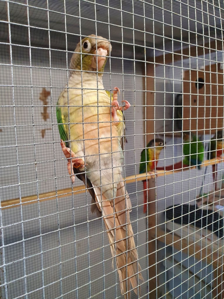 Conoures and budgies for sale 
