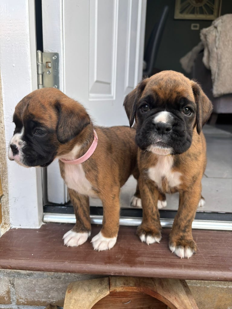 Dog Breed Cheap Boxer Puppies For Sale Short Boxer Dog Boxer Puppy