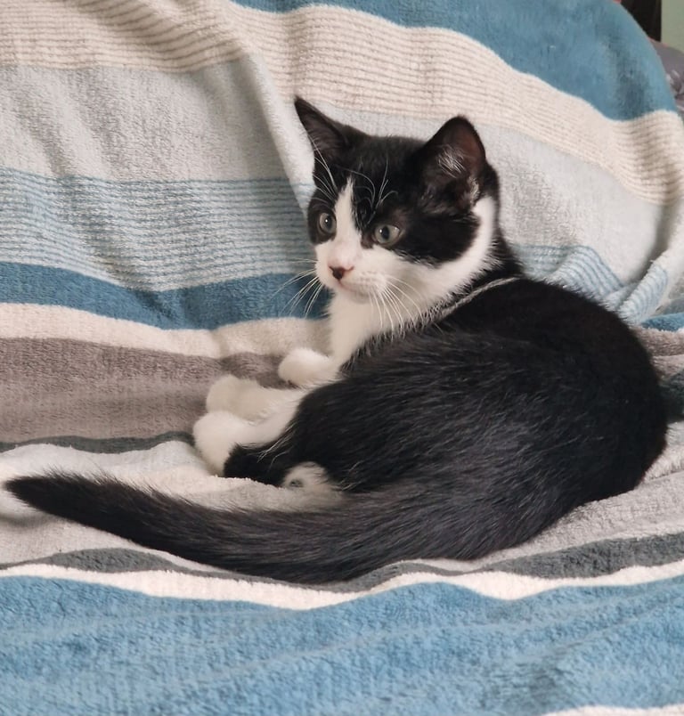 BLACK WHITE KITTEN GIRL 