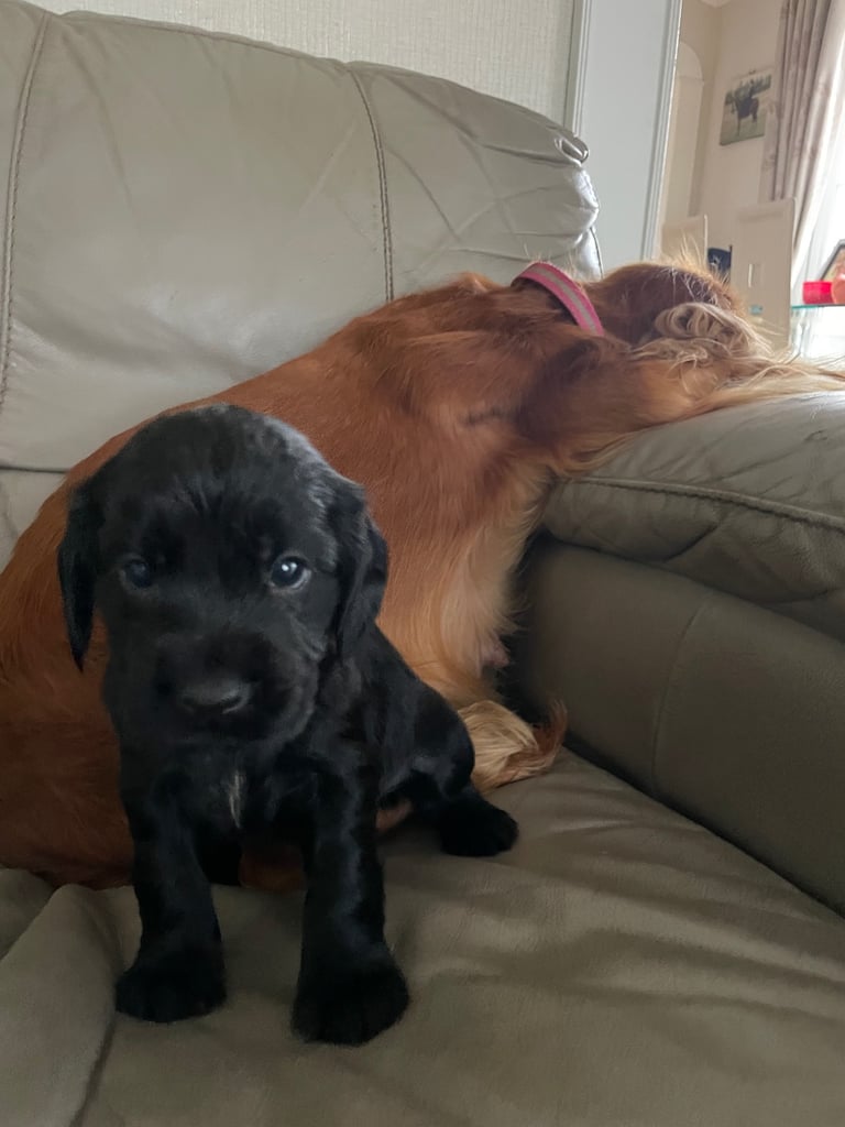 Beautiful cockerdour puppies 