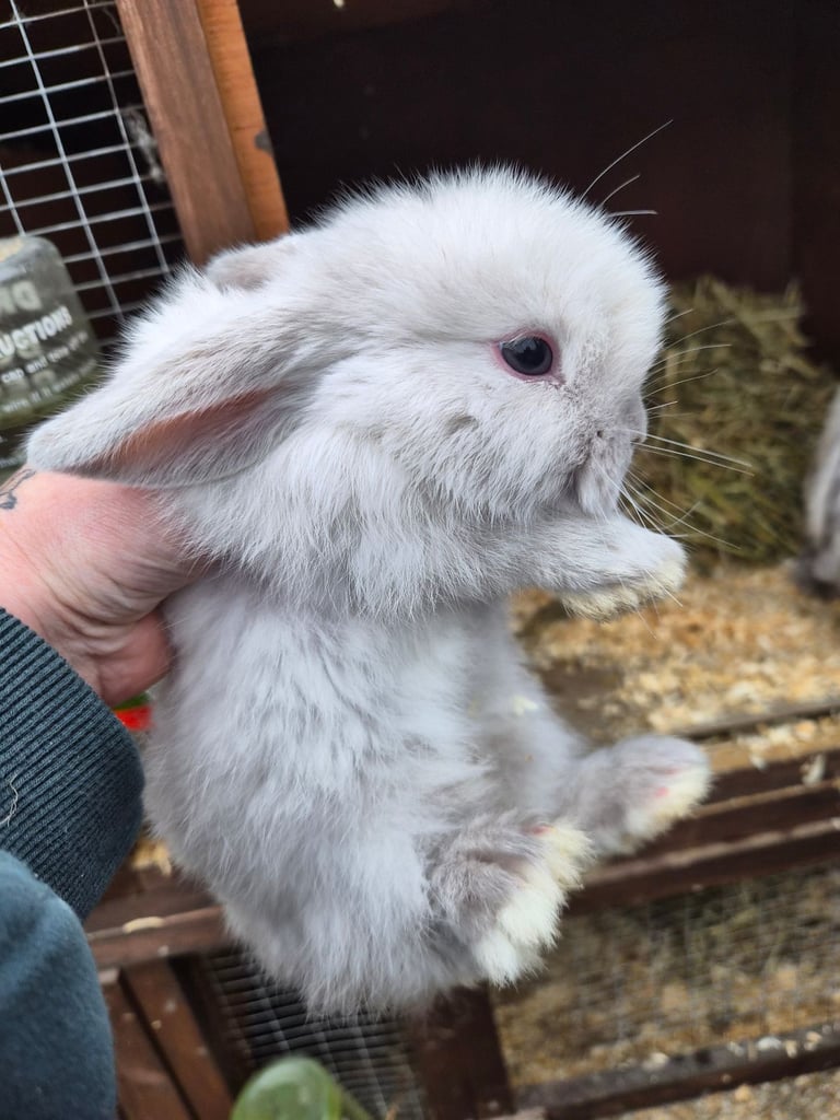 image for Mini lop rabbits 