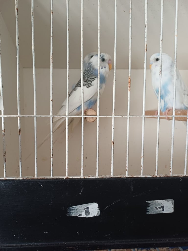 Budgies,canarys