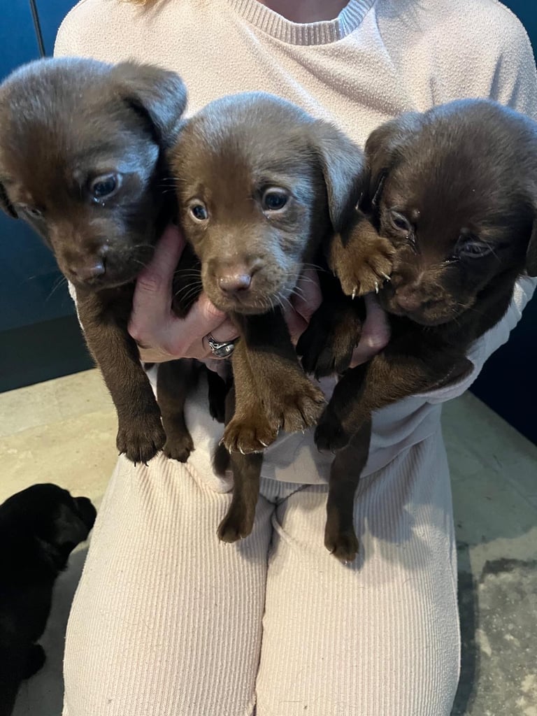 Dogs in Belper, Derbyshire Dogs Puppies for Sale Gumtree - Main Image