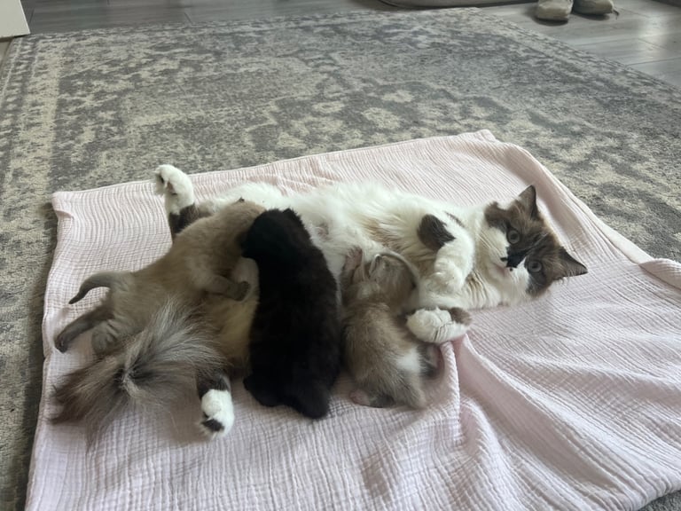 Ragdoll mix (available Now) reserved 