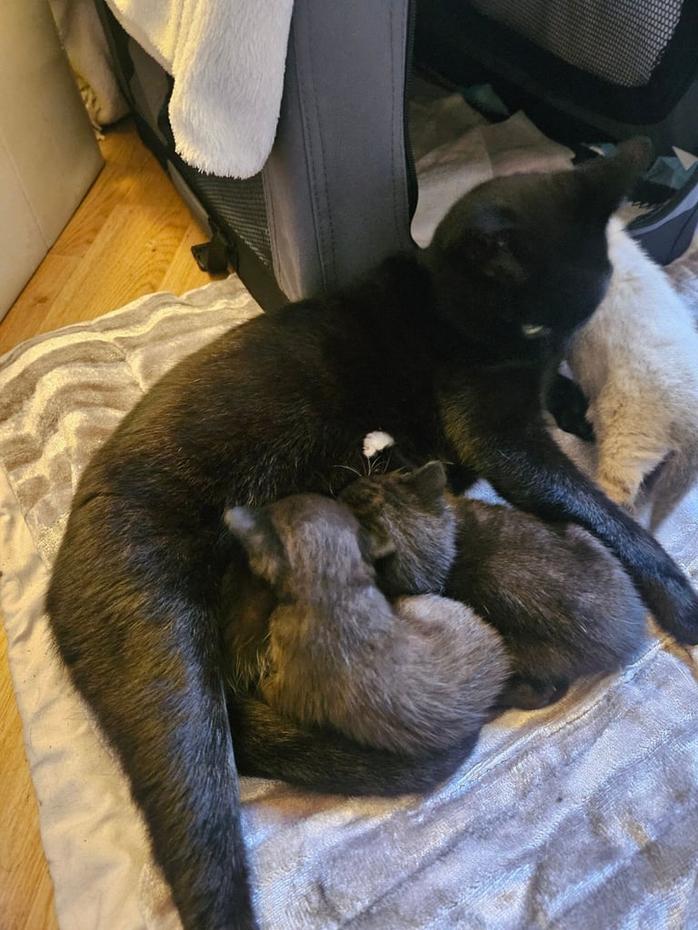 2 kittens available. 