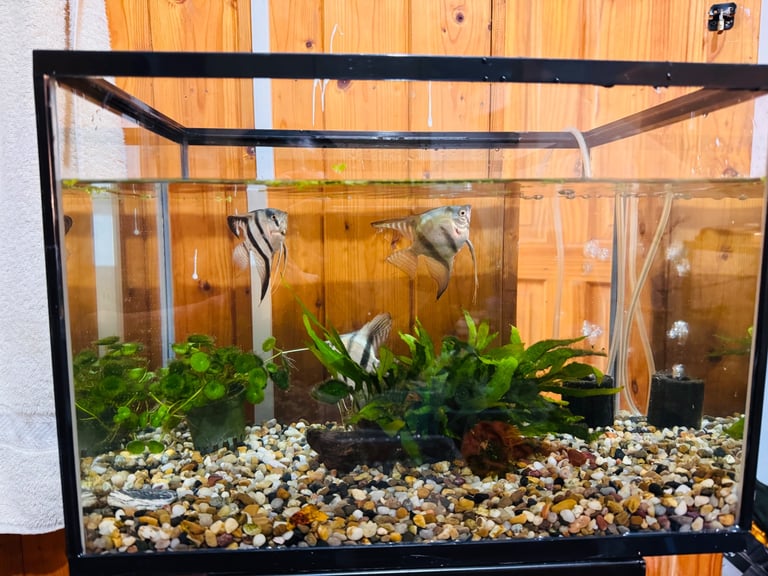 Fish tank