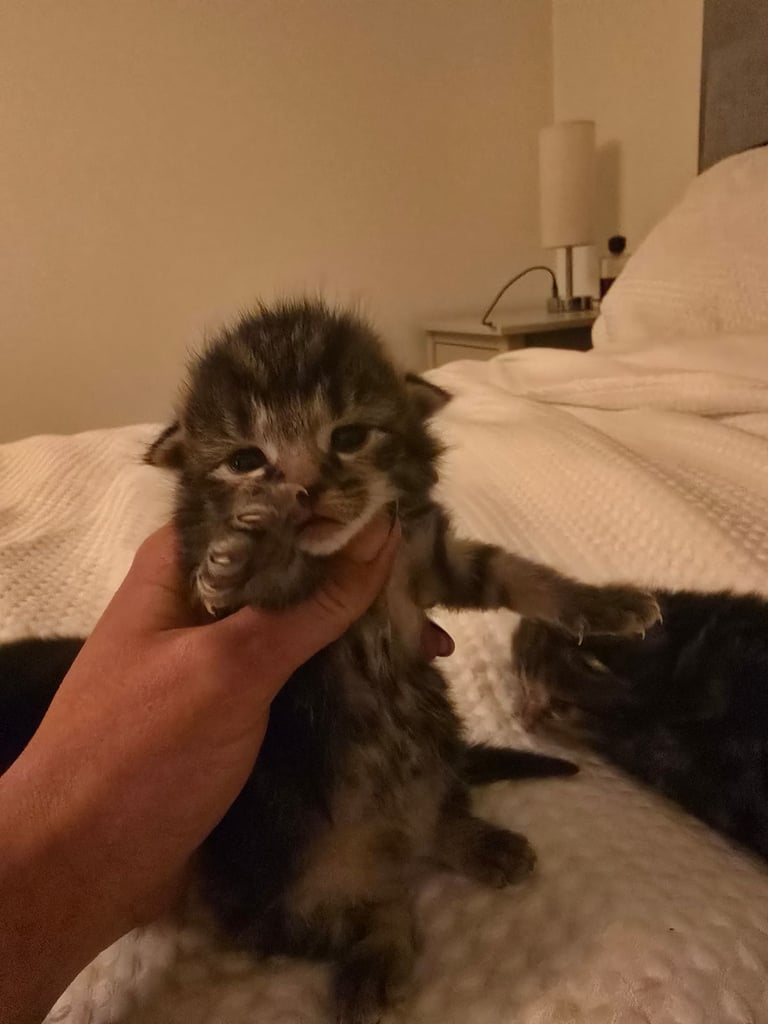 Beautiful kittens 2 boys and 2 girls 