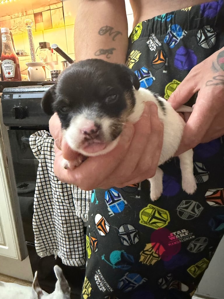 Stunning Jack Russell terriers 