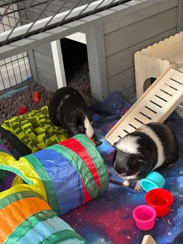 image for X2 bonded Guinea Pigs 