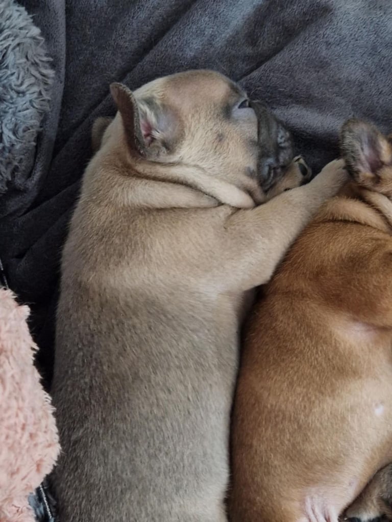 Full pedigree French bulldog puppies